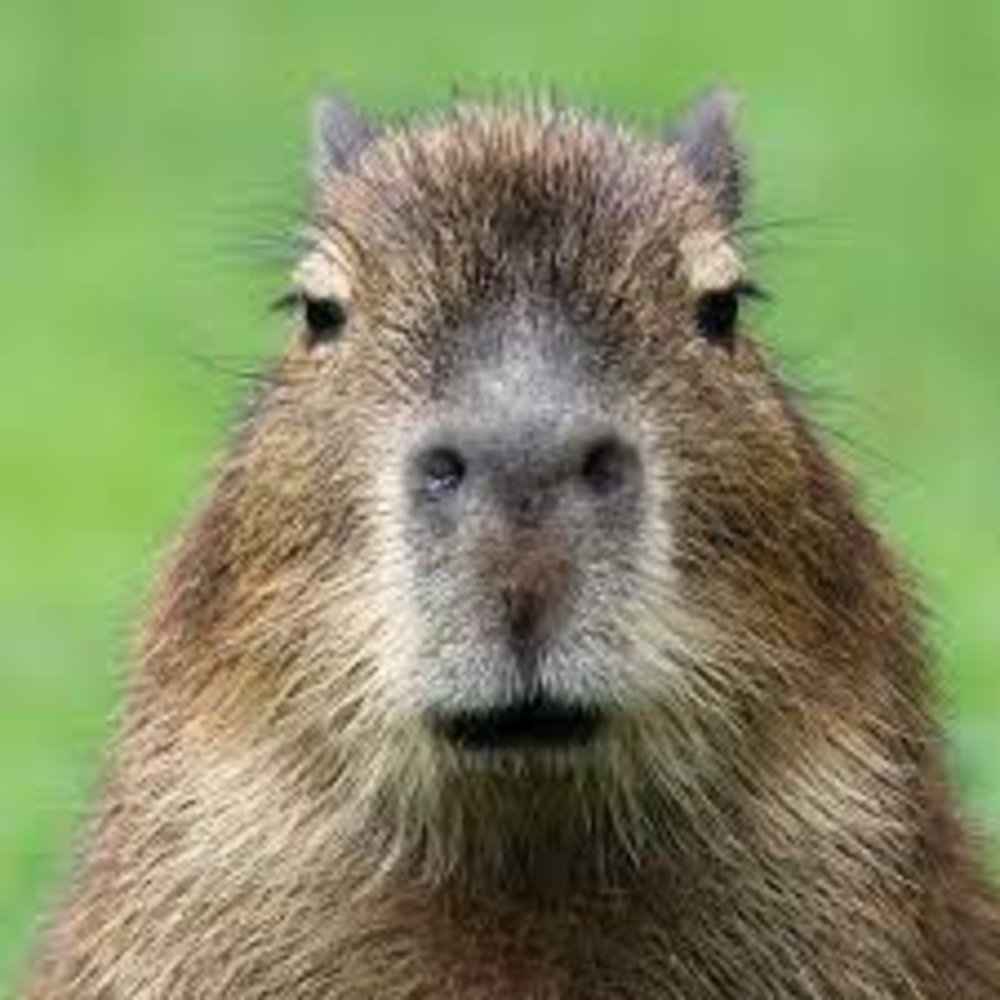 Meet your Posher, Thomas